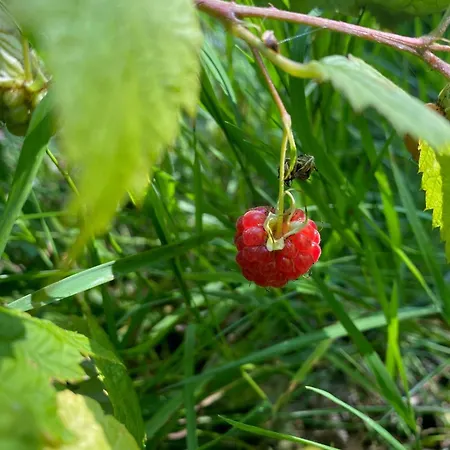 On Lovely Nature Plot For Families * Hadsund