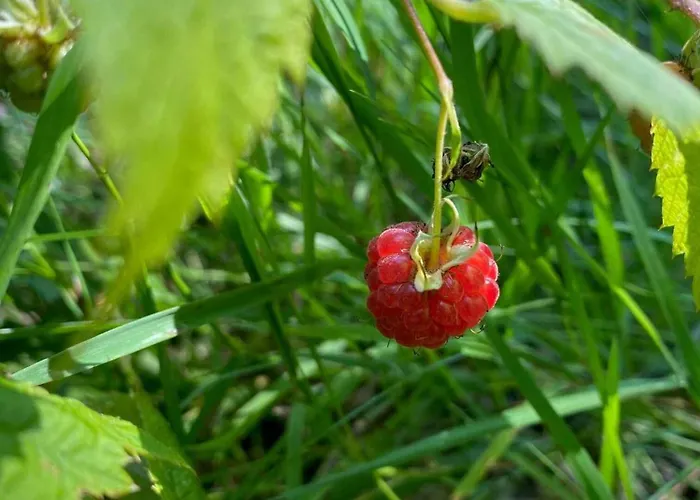 On Magical Nature Plot For Families * Hadsund