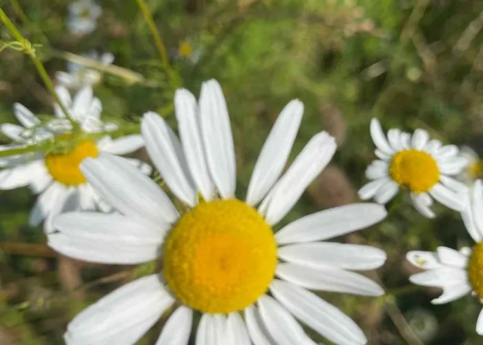 Сasa de vacaciones On Magical Nature Plot For Families